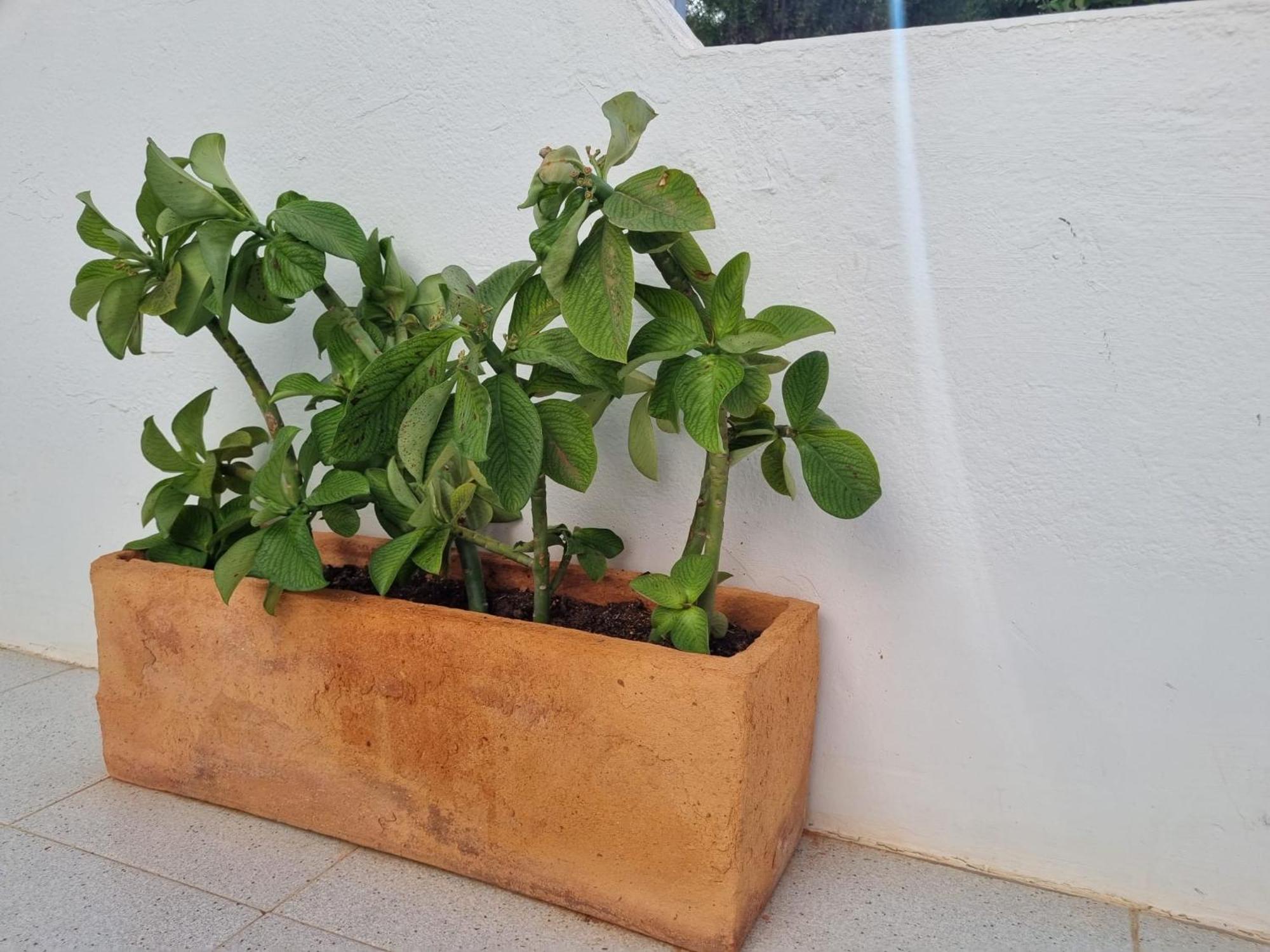 La Casa De Las Palomitas Corralejo Luaran gambar